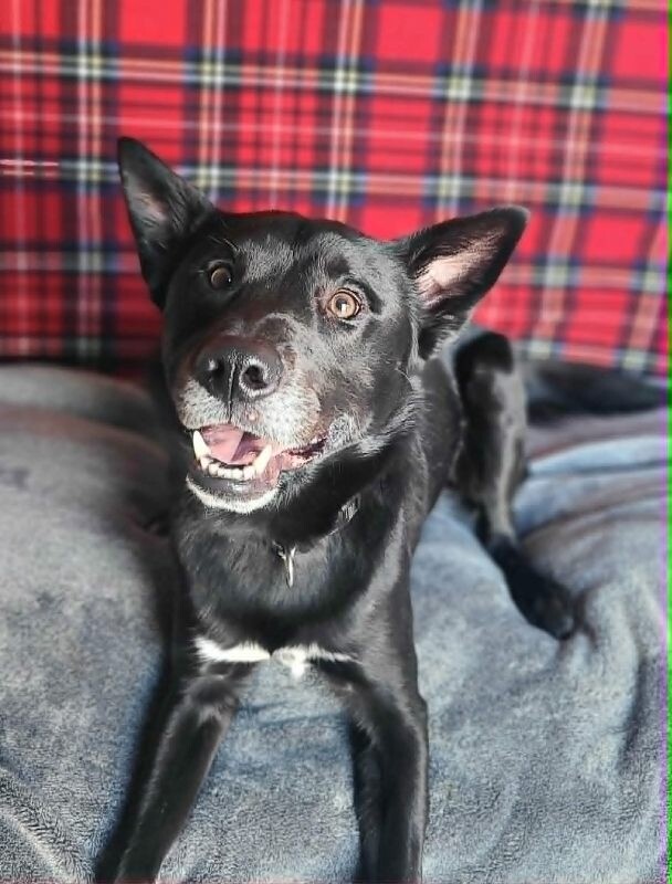 Picture of the Animal Listed